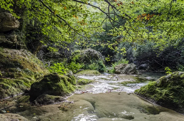 Fluss im Wald — Stockfoto