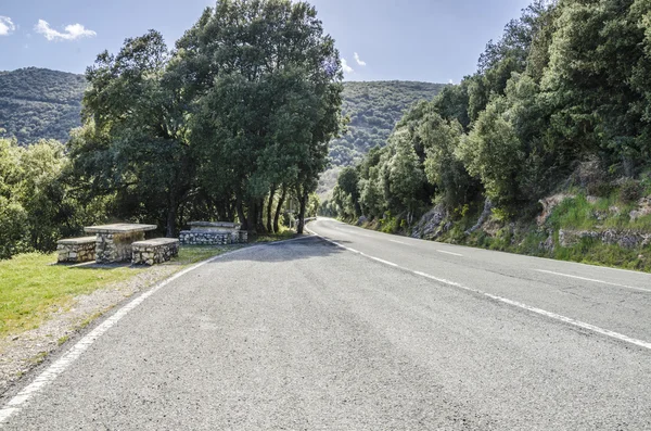 Weg in den Wald — Stockfoto