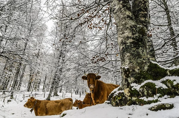 İnekler — Stok fotoğraf