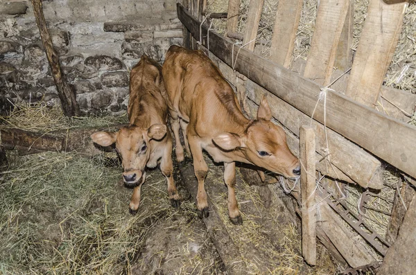 Twee klein en schattig kalveren — Stockfoto