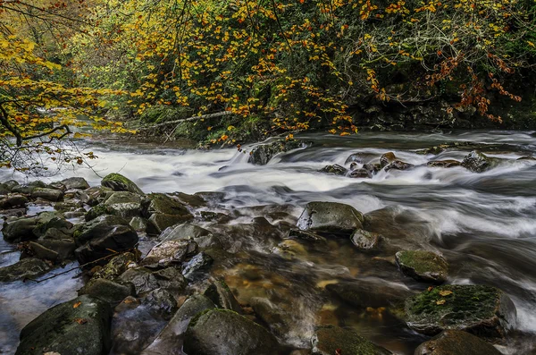 Waldfluss — Stockfoto