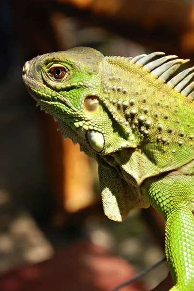 Grünes asiatisches Reptil Leguan aus nächster Nähe — Stockfoto