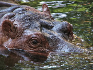 büyük dinlenme su aygırı