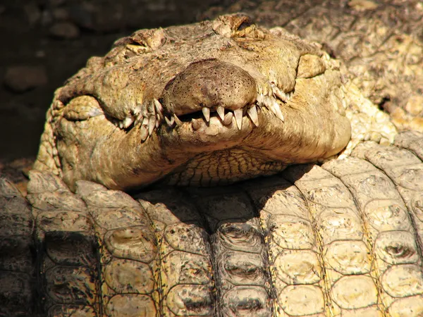 Смішні спальний Крокодил — стокове фото