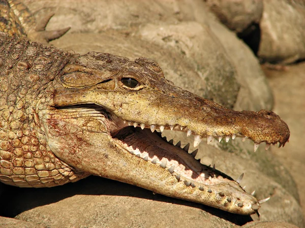 Открытый крокодильчик — стоковое фото
