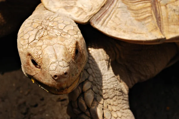 Tortuga de cuernos gigante africana — Foto de Stock