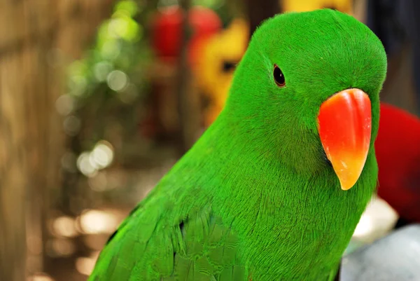 Niedliche grüne Papageienvogel — Stockfoto