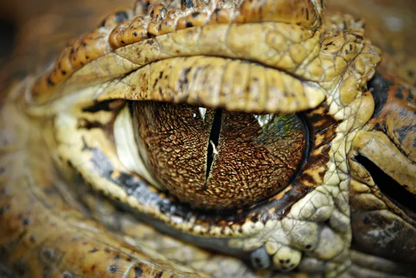 Primer plano de un ojo de cocodrilo mirando fijamente —  Fotos de Stock