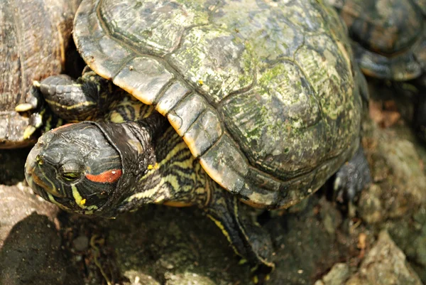 Red Eared Slider tartaruga descansando em uma rocha — Fotografia de Stock