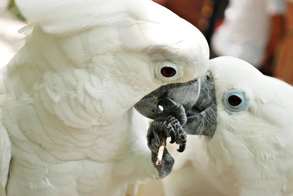 Un par de lindos loros blancos de cacatúa —  Fotos de Stock