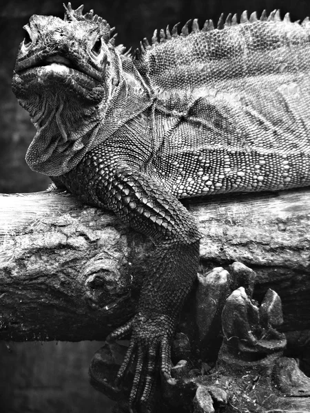 Iguana sürüngen — Stok fotoğraf