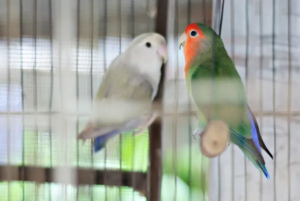 Pareja de coloridos tortolitos africanos —  Fotos de Stock