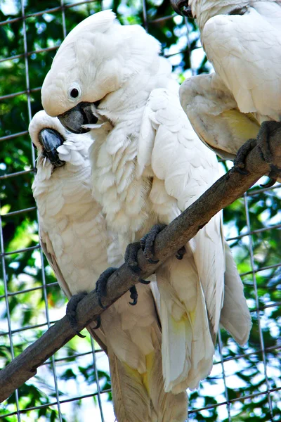 Couple of White Cockatoo Parrots — Stock Photo, Image