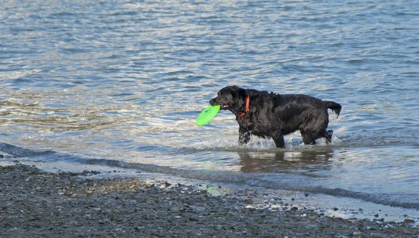 Perro negro sosteniendo un frisbee verde —  Fotos de Stock