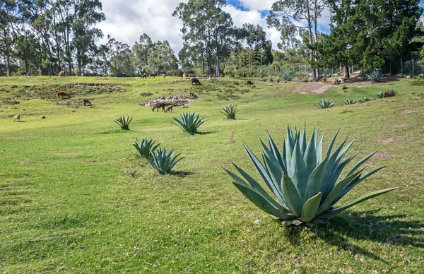 Campo de montaña con plantas de cactus y animales salvajes — Foto de Stock