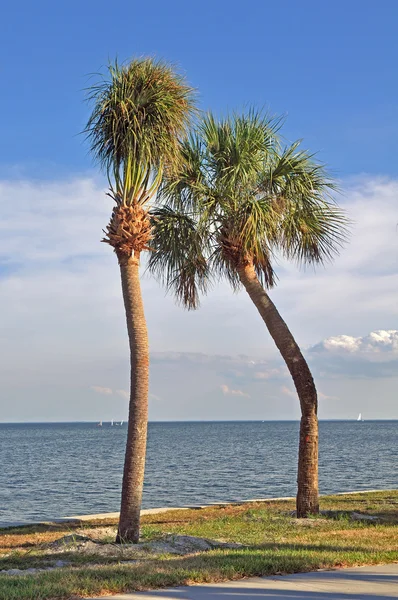 Pair of crooked palm trees — Stock Photo, Image