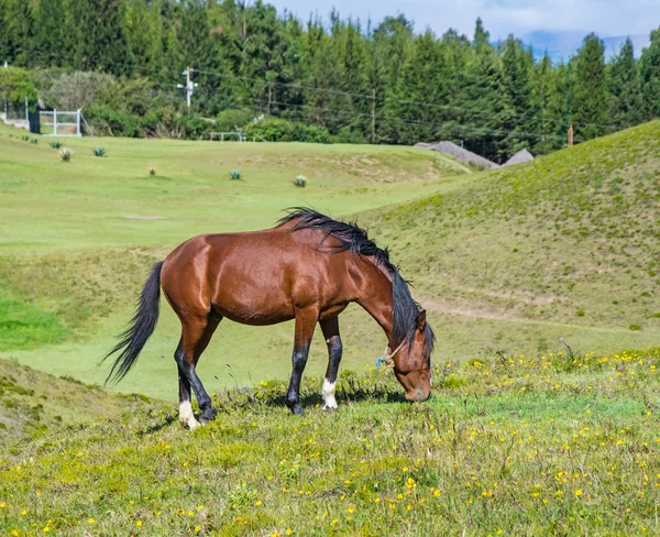 Koń w dziedzinie jedzenia trawy i relaks — Zdjęcie stockowe