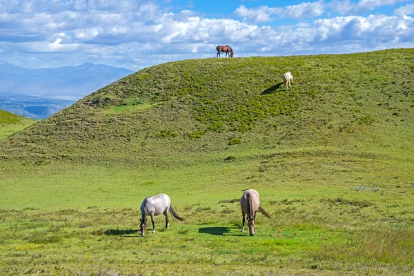 Konie w dziedzinie jedzenia trawy i relaks — Zdjęcie stockowe