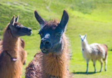 Bir lama 'ya yaklaş