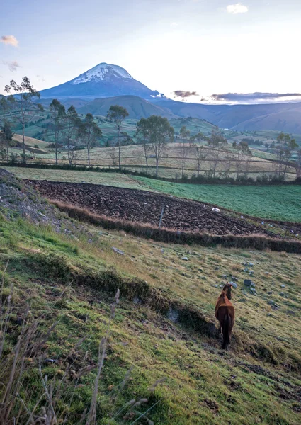 Chimborazo volcano at dawn — Stock Photo, Image