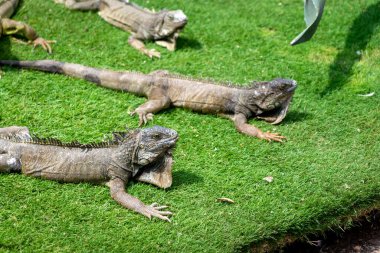 Iguana(s) sunbathing like usual in the Iguana Park (Parque de las Iguanas), which is a central downtown park in front of the city's cathedral. A very touristic park. Guayaquil, Ecuador.