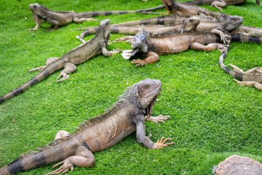 Iguana(s) sunbathing like usual in the Iguana Park (Parque de las Iguanas), which is a central downtown park in front of the city's cathedral. A very touristic park. Guayaquil, Ecuador.