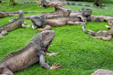 Iguana(s) sunbathing like usual in the Iguana Park (Parque de las Iguanas), which is a central downtown park in front of the city's cathedral. A very touristic park. Guayaquil, Ecuador.