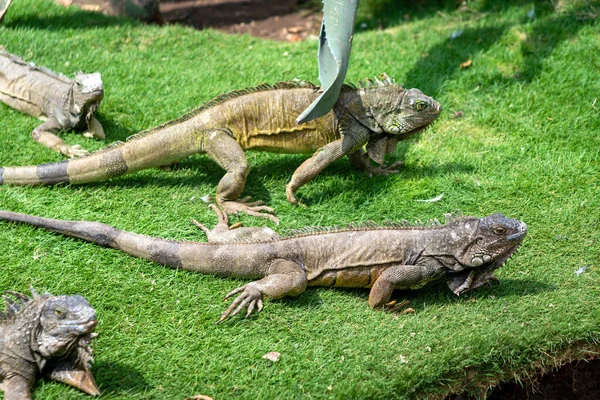 Iguana Sunbathing Usual Iguana Park Parque Las Iguanas Which Central — Stok fotoğraf