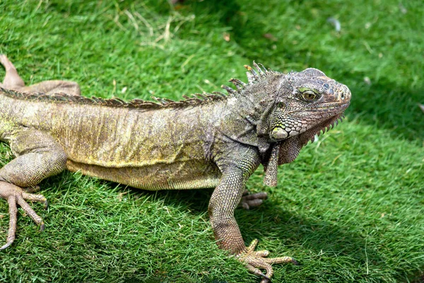 Iguana Ηλιοθεραπεία Όπως Συνήθως Στο Πάρκο Iguana Parque Las Iguanas — Φωτογραφία Αρχείου