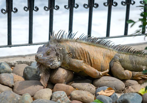 Iguana Sunbathing Usual Iguana Park Parque Las Iguanas Which Central — Stok fotoğraf