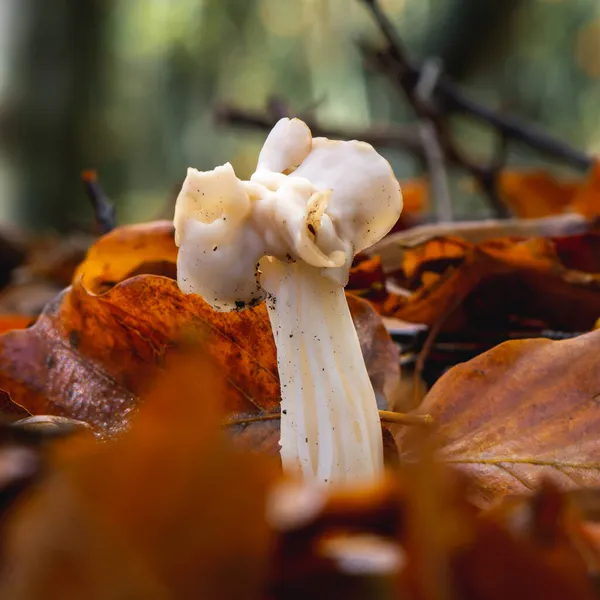 Sillín Aleta Entre Las Hojas Otoño También Llama Silla Blanca Fotos De Stock