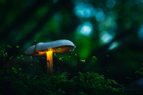 Yeşil yosunlu mantar.