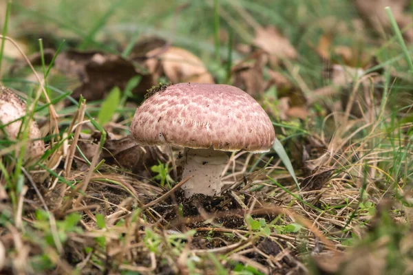 Pilz Gras Mit Grünem Moos — Stockfoto