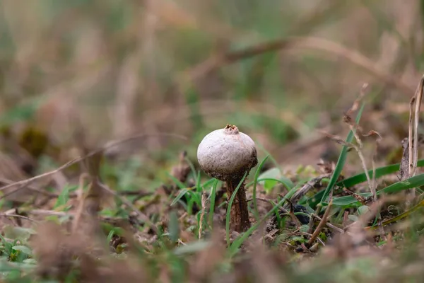 Mushroom Grass Green Moss — Stock Photo, Image