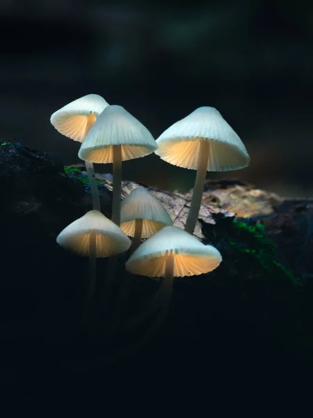 Gevaarlijke Paddenstoel Het Bos Donkere Achtergrond — Stockfoto