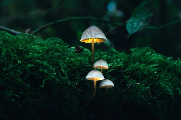 Cogumelo Perigoso Floresta Fundo Escuro Fotos De Bancos De Imagens