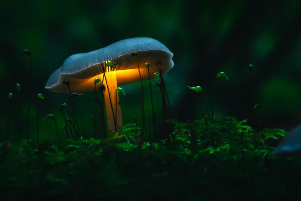 Pilz Bringt Licht Den Dunklen Wald — Stockfoto