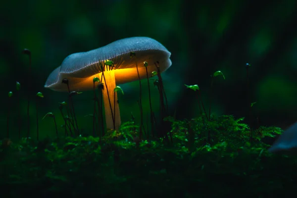 Mushroom Gives Light Dark Forest Stock Image