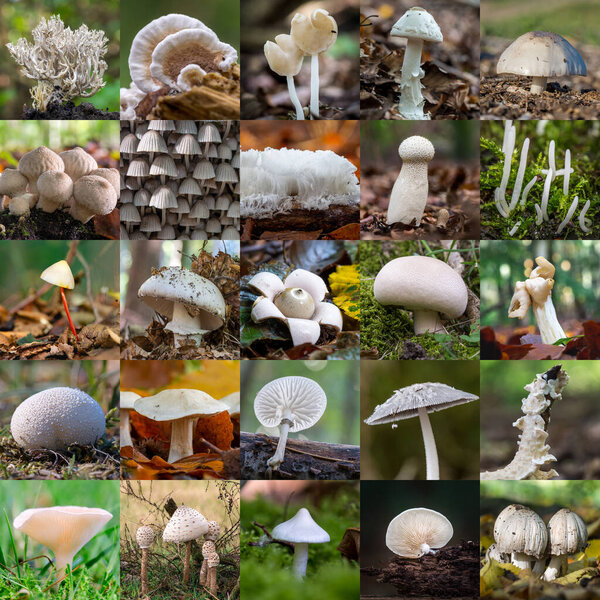 Collage of mushrooms with the color white
