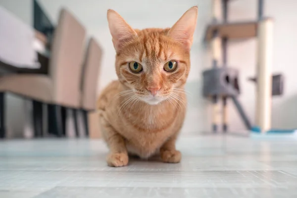 Oranžová Kočka Dívá Přímo Kamery Krásným Měkkým Pozadím — Stock fotografie