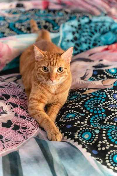 Krásná Oranžová Kočka Dívá Přímo Kamery Barevné Měkké Pozadí — Stock fotografie