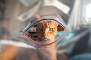 Güzel kedi plastik bir torbaya bakıyor.