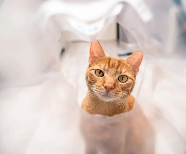 Όμορφη Γάτα Κοιτάζοντας Μέσα Από Μια Πλαστική Σακούλα — Φωτογραφία Αρχείου
