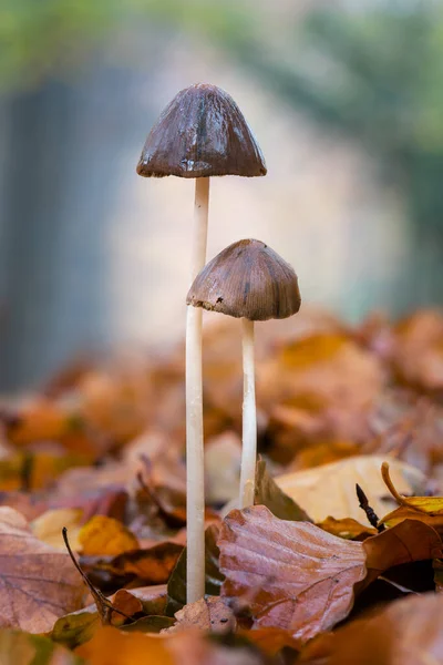 Nahaufnahme Von Pilzen Die Der Natur Wachsen — Stockfoto