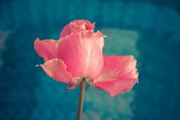 Beautiful Pink Rose Blue Background — Stock Photo, Image