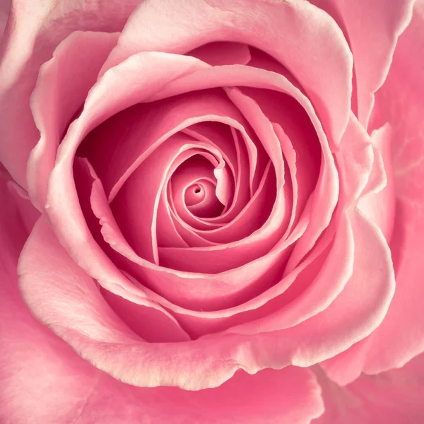 Rose Makro Yakın Çekim Güzel Pembe Çiçek — Stok fotoğraf