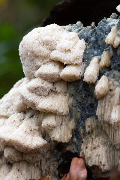 Close Crust Fungus White Tooth Fungus — Stock Photo, Image