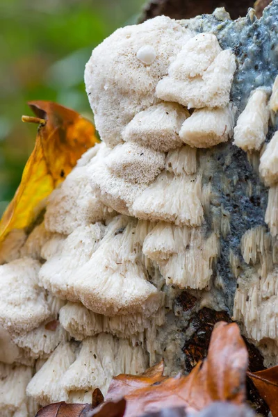 Closeup View Crust Fungus White Tooth Fungus — Stock Photo, Image