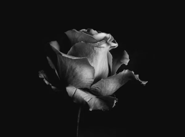 close up view of black and white rose on dark background