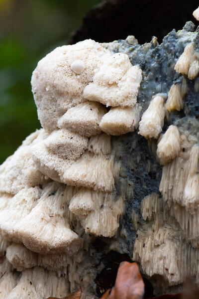 Close Crust Fungus White Tooth Fungus Stock Picture